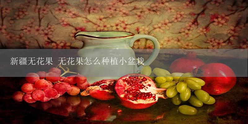 新疆无花果 无花果怎么种植小盆栽插图