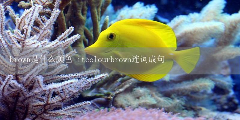 brown是什么颜色 itcolourbrown连词成句插图